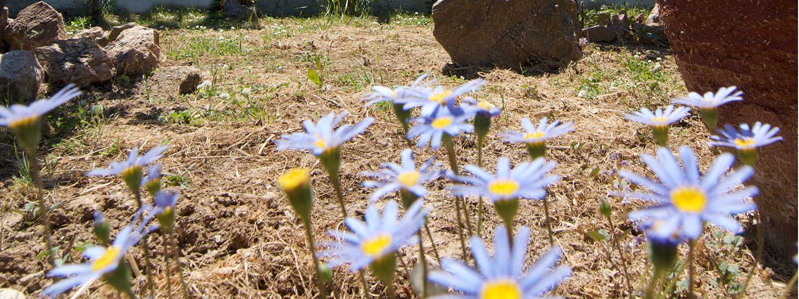 Le jardin des Studios Nikoleta